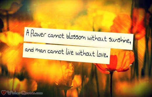flower cannot blossom without sunshine