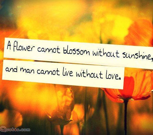 Flower Cannot Blossom Without Sunshine